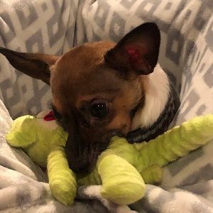 Meet your Posher, Riley